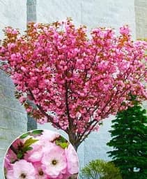 Саджанець Agro-Market Мигдаль Трилопатевий на штамбі (вік від 2-років висота 150-190 см) 1 шт. в упаковці (52701)