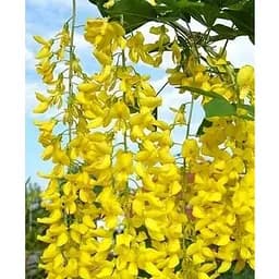 Бобовник ватерера на штамбі "Vossii" С5 висота 130-150см (184540) 1 саджанець