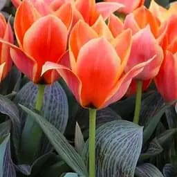 Тюльпан "Calypso" (186323) 2 шт