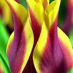 Тюльпан "Sonnet" (лилиоцветный) (186183) 2 шт