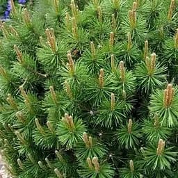 Сосна привитая Agro-Market 2-х летняя крючковатая Compacta С2 высота 20-25 см 187459 1 саженец в упаковке