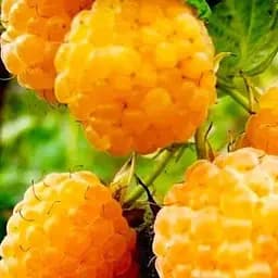 Малина Agro-Market "Желтый Гигант" (ремонтантный сорт, один из самых известных) 1-летний саженец (189516) 1 шт в упаковке