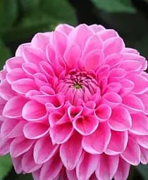 Бульба Agro-Market Жоржина Happy Hour 1 шт. в упаковці (183446)