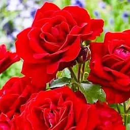 Роза флорибунда Agro-Market Нина Вейбул саженец класса АА+ высший сорт 1 шт. в упаковке (71720)