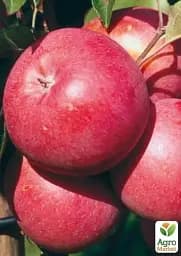 Саджанець Agro-Market Яблуня Амулет (Ранньозимовий сорт) 1 шт. в упаковці (25934) - мініатюра 2