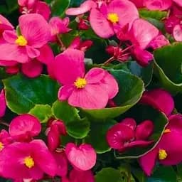 Бегонія вічноквітуча "Bada Bing" (48688) 1 саженец