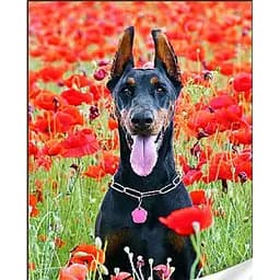 Алмазна мозаїка Чорний доберман GM86851 30х40 см