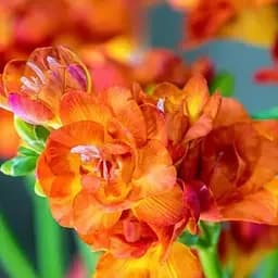 Фрезия махровая "Orange" 5 шт (39528)