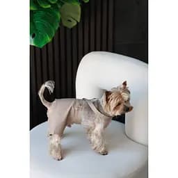 Шорти Pet Fashion Leo для собак XS - мініатюра 6