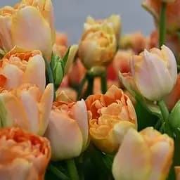 Тюльпан "Charming Lady" (186232) 2 шт