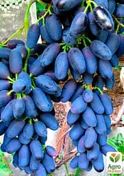 Саджанець Agro-Market Виноград Академік (дуже раннього терміну дозрівання) 1 шт. в пакуванні (48719) - мініатюра 2