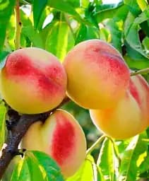 Саджанець Agro-Market Персик Київський ранній (літній сорт, середній термін дозрівання) 1 шт. в упаковці (21370)