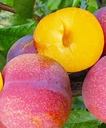 Саджанець Agro-Market Слива диплоїдна Пінк Сатурн (великоплідний сорт, середній термін дозрівання) 1 шт. в упаковці (61911)