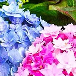 Саженец Agro-Market Гортензия крупнолистная Форевер энд Эвер Дабл Пинк (Forever & Ever Double Pink, You & Me Romance) (101601)