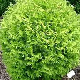 Саженец Agro-Market Туя западная Литтл Чемпион (Little Champion) горшок P9 (39007) 1 шт. в упаковке