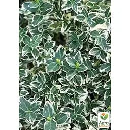 Саджанець Agro-Market Бересклет на штамбі Emeral Gaiety (декоративний морозостійкий сорт) (136959) 1 шт. в упаковці - мініатюра 2