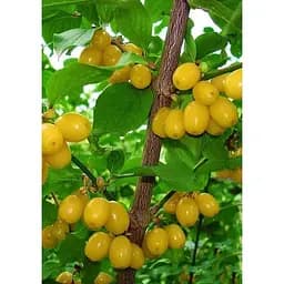 Саджанець Agro-Market Кизил жовтий Буковинський 1 шт. в упаковці (35876)