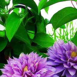 Саджанець Agro-Market Клематис Proteus (15866)