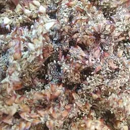 100 г граб мужской трава сушеная - свежий урожай