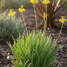 Медикус (декоративное и лекарственное растение) (183699) 1 саженец в упаковке