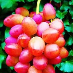 Саджанець Agro-Market Виноград Софія (малосемянний сорт, ранній термін дозрівання) 1 шт. в пакуванні (36541)