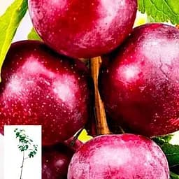 Сливово-черешневий гібрид Agro-Market Світ Тріат укорінений у контейнері саджанець 2 роки 153131 1 саджанець в упаковці