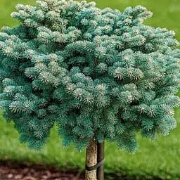 Пихта корейская Agro-Market на штамбе Tanja С7.5 высота 30-35см диаметр кроны 30-40 см 188149 1 саженец в упаковке