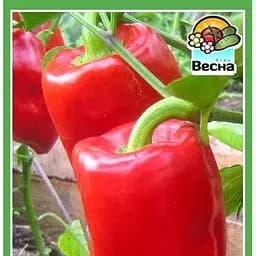 Насіння Весна Перець Подарунок молдови 0.2 г (10089)