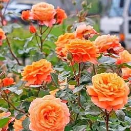 Троянда плетиста Agro-Market Оранж Даун саджанець класу АА+ вищий сорт 1 шт. в упаковці (178163)