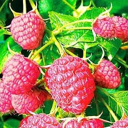 Саджанець Agro-Market Малина червона Балерина (Ballerina) преміальний, ремонтантний, високоврожайний сорт) 2 шт. в пакуванні (61716)