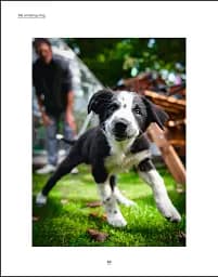 What's My Dog Thinking? Understand Your Dog to Give Them a Happy Life - мініатюра 4
