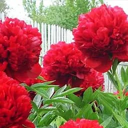 Саджанець Agro-Market Півонія трав'яниста Діана Паркс NEW (45717)