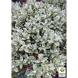 Хеббе толстолистая 2-х летняя Agro-Market (Hebe pinguifolia) С2 высота 15-25 см (115274) 1 саженец в упаковке 