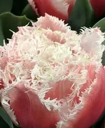 Луковица Agro-Market Тюльпан Queensland размер 10/11 большой 2 шт. в упаковке (17121)