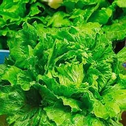 Семена Весна Салат Ольжич Зипер 3 г (177305)