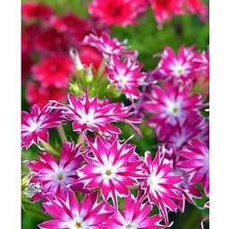 Флокс Друммонда (Зипер) Весна 0.5г (20605)