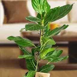 LMTD Фикус Agro-Market Бенджамина Joy 80-100м (182543) 1 саженец в упаковке (комнатный) Нидерланды