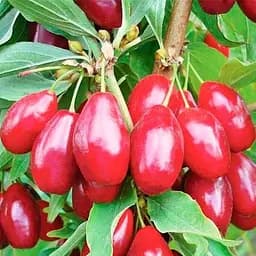 Саджанець Agro-Market Кизил Євгенія 1 шт. в пакуванні (35882)