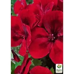 Саджанець Agro-Market Пеларгонія Королівська Aristo Bright Red (контейнер № 10 висота 10-20 см) (176639) 1 шт. в упаковці - мініатюра 2