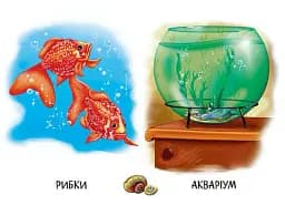 22 картинки. Хто живе у будиночку - - мініатюра 4