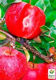 Саджанець Agro-Market Яблуня Байя Маріса (з ароматом полуниці, червоном'яса) 1 шт. в упаковці (48603) - мініатюра 3