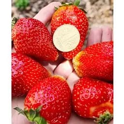 Саджанець Agro-Market Полуниця садова ремонтантна Albion вкорінена в контейнері (184412) 1 шт.