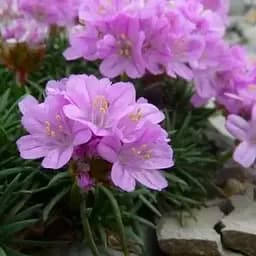 Армерія ялівцеволиста "New Zealand Form" (188395) 1 саженец