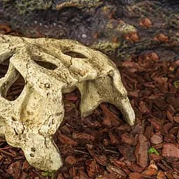 Крокодилячий череп Repti-Zoo Crocodile Skull M ERS34S 11x6x4 см - декоративне укриття для тераріуму та акваріуму - мініатюра 6