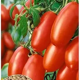 Насіння Весна на вагу Томат Сливка гігант ціна за 1 г (35731)