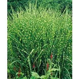 Саджанець Agro-Market Міскантус китайський Zebrinus С1.5 (176614) 1 шт.