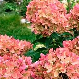 Саджанець Agro-Market Гортензія 3-х річна волотиста Graffiti (167001)