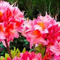 Саджанець Agro-Market Рододендрон листопадний Пінк Делайт(Pink Delight) (120477)