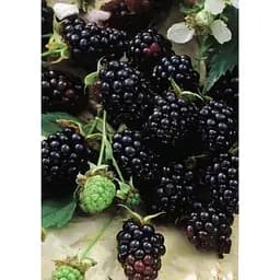 Саджанець Agro-Market Ожина пізня Честер (Chester) 1 шт. в упаковці (21306)