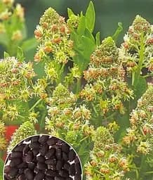 Семена Весна Резеда душистая Мечеть (зипер) 0.5 г (183405)